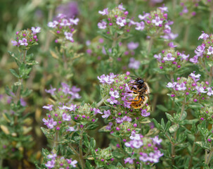 pink wild thyme flowers (Thymus drucei) growing on Salisbury Plain chalklands, Wiltshire