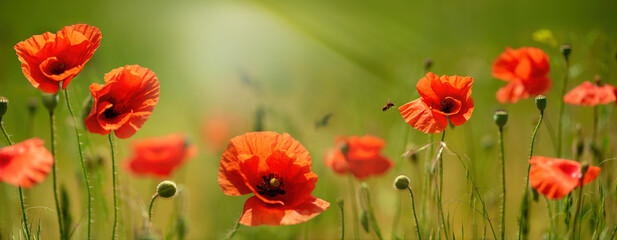 Summer. Green meadow with red poppies 