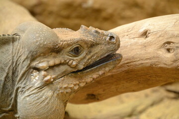 iguana