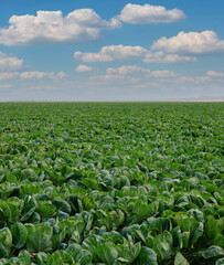 Cabbage Farms in California