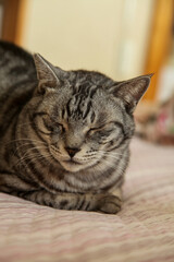 クッションの上に伏せているサバトラ猫