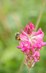 Sainfoin (Onobrychis viciifolia) growing in the chalk grassland on Salisbury Plain military training area