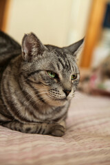 クッションの上に伏せているサバトラ猫