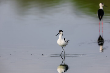 Close-up photo of a rare wader with a long thin beak curved upwards. Critically endangered species in natural environment. Czech Republic. Pied Avocet, Recurvirostra avosetta.