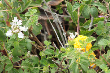 Obraz premium yellow flowers in the garden