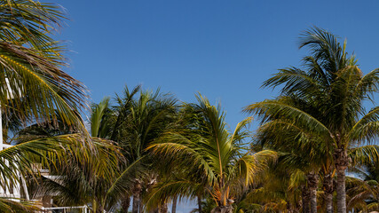 Fototapeta na wymiar Palm trees on Cancun beaches