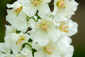Naklejka na ściany i meble beautiful white larkspur dephinium flowers i summer bloom