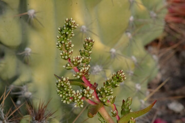 close up of a plant