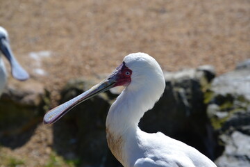 spoonbill