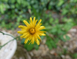 bright yellow autumn hawkbit (Scorzoneroides autumnalis) in summer bloom