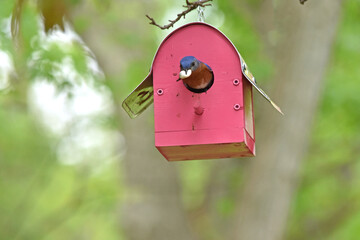 Male eastern bluebird removing a fecal sac from the nest of his young in a birdhouse.