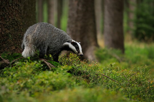 Autumn poetry. Close-up portrait of a badger in its natural habitat. Meles meles