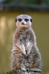 meerkat on guard
