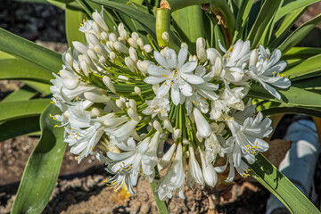 Obraz premium lily of the valley