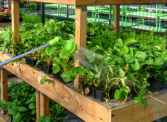 Watering hose, spray gun for watering plants in the garden. Watering garden strawberries in the...