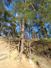 Pine root growing above ground. Tree of pine with big roots