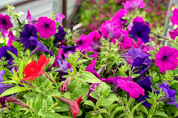 Close-up of petunia flower seedlings in the garden center.