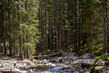 Tatry, potok w lesie