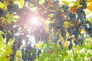 Fototapeta na wymiar Big clusters of blue ripe grapes hang up