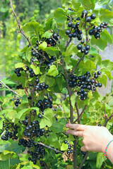 Macro of ripe black currant. Harvest collected in garden