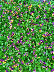 Hybrid pansies or tricolor Viola pansies. Garden pansies with purple, white and yellow petals.