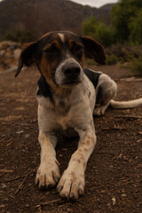 beagle dog sitting on the ground