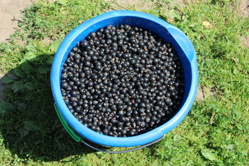 Bucket full of ripe black currant. Harvest collected in garden