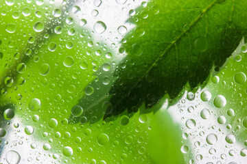 Background of green leaves behind a glass with water dew drops on it after rain.