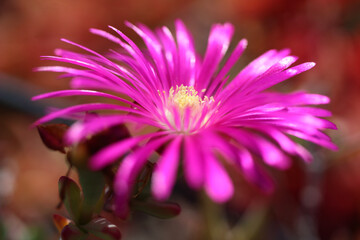 Obraz premium close up of a pink flower