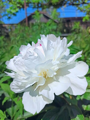 bud of white peony blossoming in garden