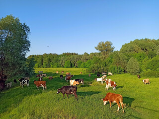 Cows graze in pasture near the forest. Domestic animals graze on meadow