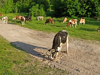 Cows graze in pasture near the forest. Domestic animals graze on meadow