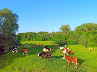Cows graze in pasture near the forest. Domestic animals graze on meadow