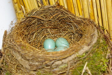 Gniazdo kosa . © Grzegorz