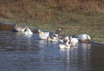the geese on the river