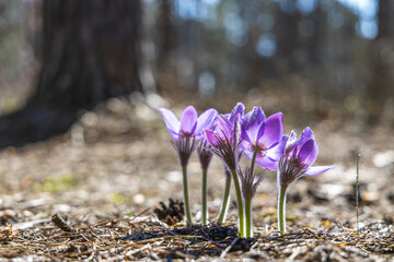 Beautiful spring violet flowers background. Eastern pasqueflower, prairie crocus, cutleaf anemone...