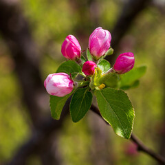 Spring,wild flowering of plants, awakening in nature, young flowers and shoots of trees with leaves on the sunny side.