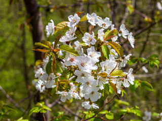 Spring,wild flowering of plants, awakening in nature, young flowers and shoots of trees with leaves on the sunny side.