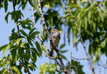 female shrike