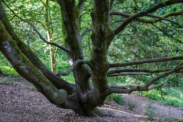 Tanbark oak tree in wilderness Oregon