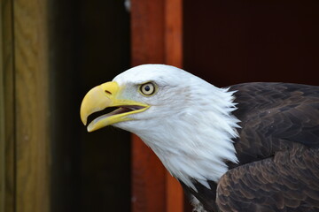 american bald eagle take off