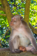 Long-tailed Macaques (Macaca fascicularis) in Bali Monkey Forest Scenic Area, Ubud, Indonesia