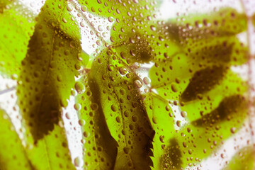 Green leaves behind a glass with lots of of water drops after rain. Foliage.