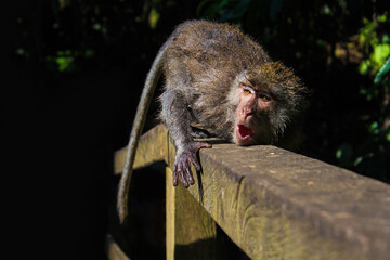 Monkey, Long-tailed Macaques (Macaca fascicularis) in Bali Monkey Forest Scenic Area, Ubud, Indonesia