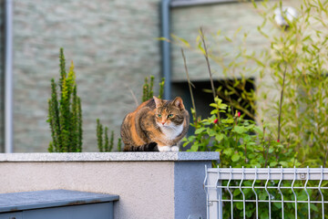 Rudy, pręgowany kot, z zielonymi oczami siedzi na murze obok domu