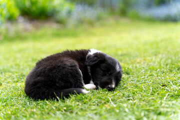 Border collie puppy black and white herding dog sleeping in the grass