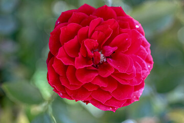 red dahlia flower