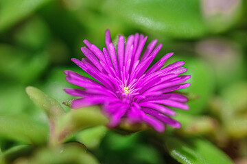 close up of a pink flower