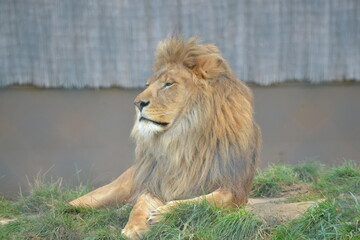 Naklejka na ściany i meble lion in the zoo