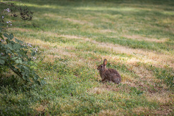 Bunny rabbit on grass in open field park